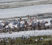 MNRiverPelicans 2014 09 034